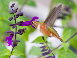 Wherever they're found, they are important sources of nectar and pollen for many pollinators (butterflies, bees, and hummingbirds). Plantfiles Pictures Salvia Friendship Sage Amistad Salvia By Debrazone9
