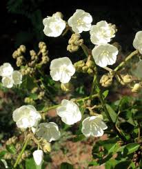 Image result for Strophanthus bequaertii