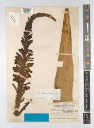 Image result for Aloe lutescens