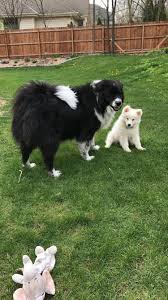 Black And White Collie Mix Samoyed Puppy Bonnie Boo Samoyed Border Collie Mix Samoyed Samoyed Puppy Great Pyrenees