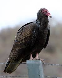 The turkey vulture is a year round resident in texas and is common throughout the united states. The Black Vulture And The Turkey Vulture Owlcation