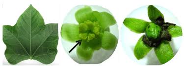 Image result for Jatropha curcas