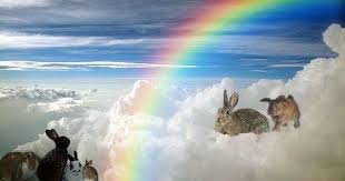 Pet loss pet sympathy cat dog. Merry Christmas To All Our Loved Missed Bunnies At Rainbow Bridge Dp Rainbow Bridge Animal Line Drawings Kittens And Puppies