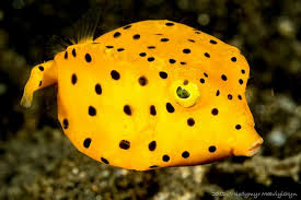 Black And Yellow Fish Cute Cube Fact Weird Animals Weird Animal Facts Animals