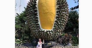 7 Tempat Wisata Favorit Di Bogor Nomor 3 Enak Bisa Makan Durian Baru Dipanen
