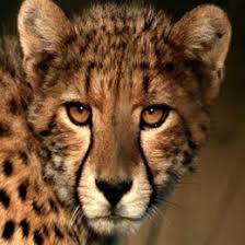 Tigers have been hunted extensively as trophies and for use in traditional chinese medicine and are listed as endangered by the iucn red list. List Of Big Cats Earth S Largest Wild Cats Bigcatswildcats