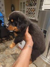 Minimum of 50 dogs earning titles with a minimum of 30 having earned prefix titles. Akc Rottweiler For Sale Shoppok