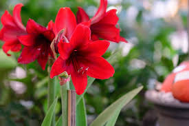 Dieser umstand wirft fragen auf rund um die fachgerechte kultivierung. Amaryllis Pflegetipps Fur Das Ganze Jahr