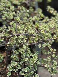 Image result for Portulacaria