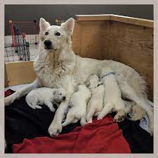 Get a boxer, husky, german shepherd, pug, and more on kijiji, canada's #1 local classifieds. Rose Valley White Shepherds Home Facebook
