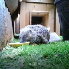 How long do juvenile hedgehogs stay with their mum? Hedgehogs Visiting My Garden Home Facebook