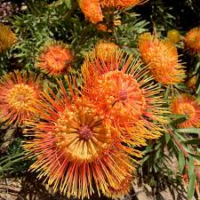 Image result for Leucospermum
