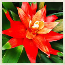 Lynn Z. Bloom, "Vanishing Points: Memoirs of Loss and Renewal "(Assay 10.2) 