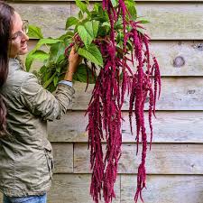 Image result for Amaranthus caudatus