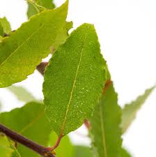 Check spelling or type a new query. Hangende Katzchenweide Salix Caprea Pendula Gunstig Online Kaufen