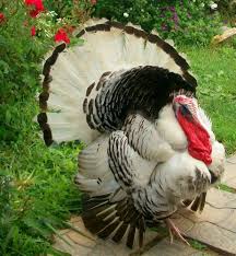 Wild Birds That Look Like Turkeys Royal Palm Turkey Turkey Breeds Pet Birds Farm Animals