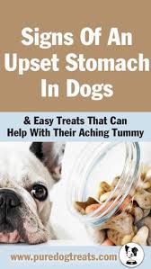 Easy Dog Treats To Help Your Pet S Aching Tummy Dog Upset Stomach Remedies Dog Upset Stomach Dog Treat Recipes