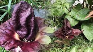 Nama bunga raflesia arnoldi berasal dari. Heboh Penemuan Raflesia Arnoldi Di Solo Ternyata Tanaman Suweg