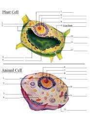 The 4 main animal tissues are epithelial tissue, connective tissue, muscular tissue, and nervous tissue. Unit 3 Cells Tissues And Organ Systems Diagram Quizlet