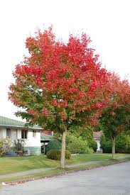 It grows faster than norway and sugar maples, but slower than silver maple. Plantfiles Pictures Hybrid Maple Pacific Sunset Acer By Growin