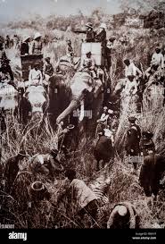 Tiger hunting with elephant in india hi ...