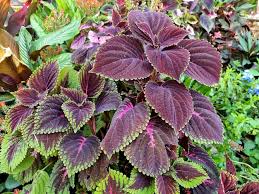 Image result for Coleus scutellarioides