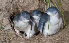 La Marcia Dei Piccoli Pinguini Di Phillip Island Pinguini Animali Cani