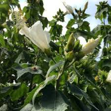 Image result for Pavonia