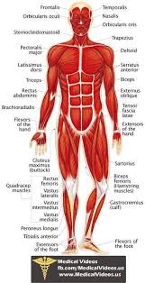 The muscular system is an organ system consisting of skeletal, smooth and cardiac muscles. Healthexercisetips Human Muscular System Human Body Anatomy Medical Anatomy