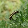 Striped caterpillars are some of the most striking caterpillars you will find in your garden or in the wild. 1