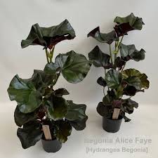 Image result for Begonia elaeagnifolia