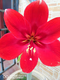 Bunga bakung, juga dikenal sebagai narcissus dan jonquil, adalah jenis tanaman berbunga yang termasuk dalam keluarga amaryllis. Pokok Bunga Bawang Gambar Bunga Pemandangan Alam Facebook