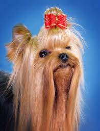 Canola Oil In Pet Foods Is It Healthy Truth About Pet Food