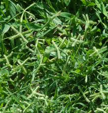 Image result for Dactyloctenium aegyptium