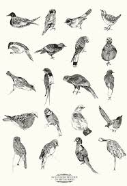 Ac Odyssey Birds Of A Feather Maps Sync Online Media Synconlinemedia On Twitter Bird Prints Bird Art Bird Drawings