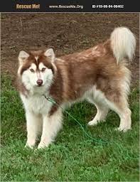 Check spelling or type a new query. Rescue Me Id 19 08 04 00402 Dog Adoption Alaskan Malamute Malamute