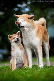 akita inu akita inu akita sobaka porody akita