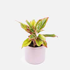 La guida completa per la tua aglaonema red siam aura. Pflanze Aglaonema Rote Siam Little Aura Colvin