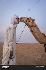 Download this free vector about desert landscape with man on camel, and discover more than 12 million professional graphic resources on freepik. Man His Camel Desert Image Photo Free Trial Bigstock