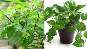 வாஸ்து முறைப்படி வீட்டில் வளர்க்க ஏற்ற மரம், செடி கொடிகள் எவை தெரியுமா...?
