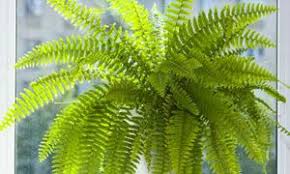 Image result for sleziník Asplenium