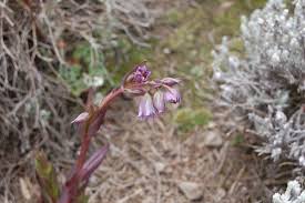 Image result for Hedbergia