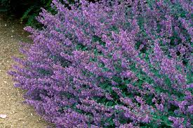 See more ideas about ground cover, ground cover plants, plants. 14 Best Low Maintenance Ground Covers
