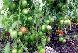 Rajce 2 let koup rajce rajce 11 leto rajce box rajce sukne rajce 29 rajce je rajce 09 rajce bunk deti rajse leto rajce 100 rajce 7 leto holky leto rajce 60 rajce do it rajce tu rajce foto. Tomato Summer Garden Charakteristika A Popis Odrudy Vynos S Fotografii