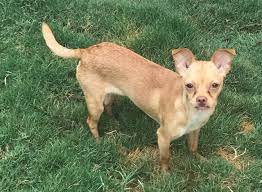 How long will miniature pinschers live for? Chihuahua Miniature Pinscher Mix Libby Is A Little Lover Orange County Register