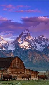 Bison At Grand Teton National Park In Wyoming Photo Matthew Potter On National Geographic National Parks Grand Teton National Park Grand Tetons