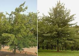 Pin On Plants For Great Street Trees