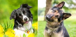 Border Collie German Shepherd Mix The Worlds Best Family Dog