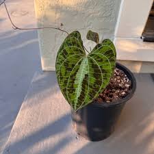 Image result for Dioscorea dumetorum