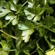 Image result for Petroselinum